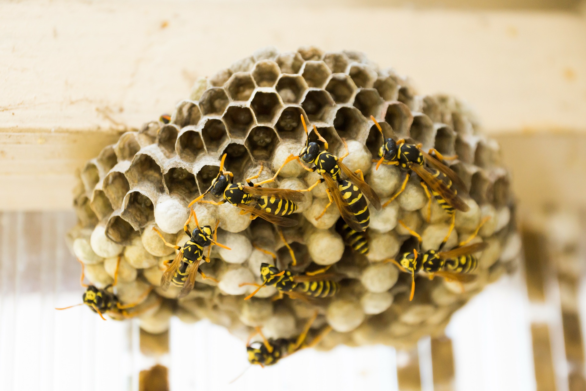 Wespen loswerden, Wespen Bekämpfung, Wespen Nest