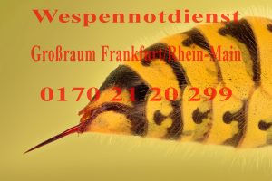 Wespen, Bad Homburg, Frankfurt, Oberursel