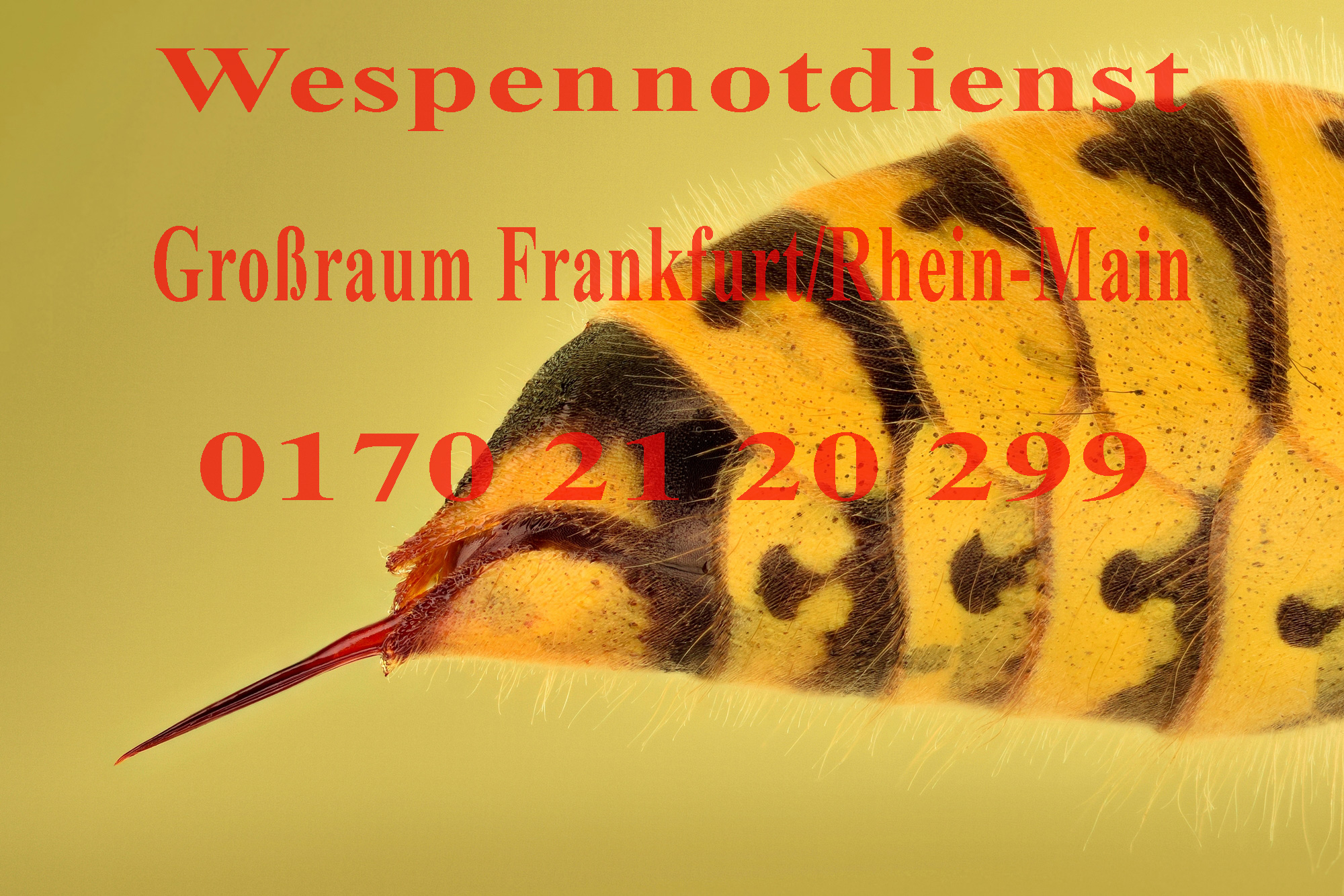 Wespennotdienst Wespen, Bad Homburg, Frankfurt, Oberursel